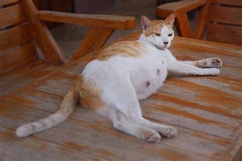 cat gestation  long       care   pregnant cat