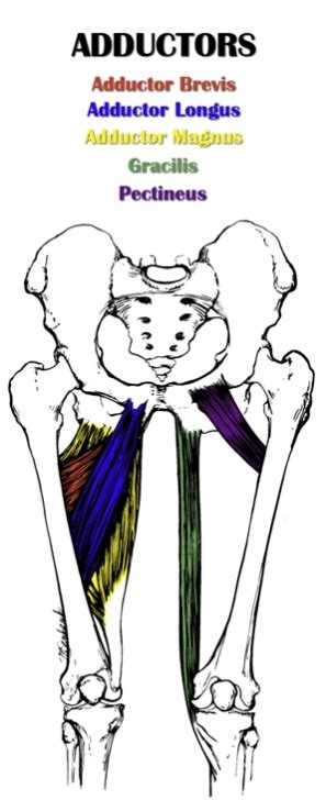 The Definitive Guide To Hip Adductor Anatomy Exercises And Rehab