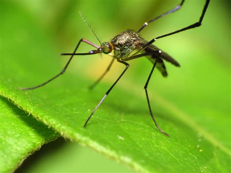 filewoodland mosquito jpg wikimedia commons