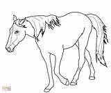 Horse Coloring Quarter Pages Tennessee Walking Getcolorings Getdrawings Printable Color sketch template