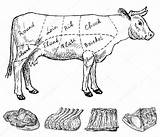 Boucherie Ternera Despiece Vaca Macelleria Moose Aprovechar Vivalacocina Vecteurs sketch template
