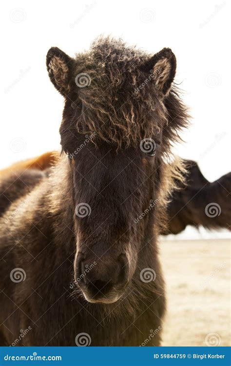 portrait   young icelandic foal  curly mane stock image image