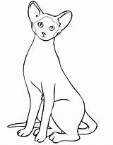 Siamese Cat Coloring Drawing Printable Pages Cats Getcolorings Color Getdrawings sketch template