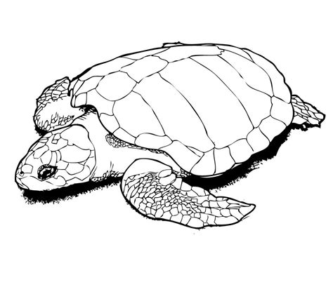 red eared slider turtle coloring pages  worksheets