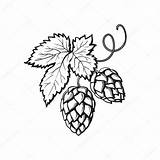Hop Sketch Drawing Vector Illustration Hops Plant Green Style Beer Stock Leaves Illustrations Realistic Hand Background Brewing Ripe Cones Ingredient sketch template