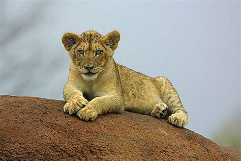 hd animals lion cub