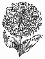 Flower Coloring Zinnia Pages Marigold Getcolorings Awesome sketch template