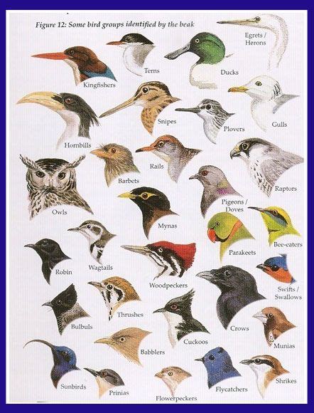 types  birds bird species bird birds