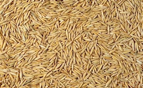 oats   ideal grain  feed  form equine