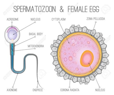 human egg cell diagram labeled