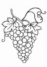 Coloring Grapes Pages Bunch Leaf Grape sketch template