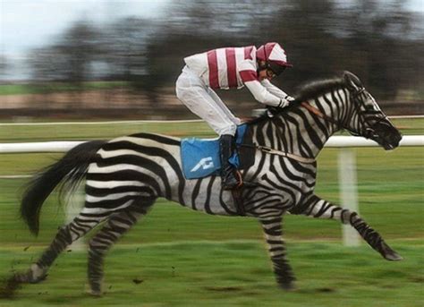 year  zebra hybrid  compete  kentucky derby zebras zorse horses
