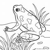 Frog Coloring Pages Printable Kids Cool2bkids sketch template