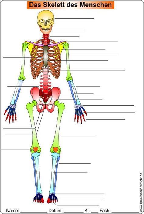 biologie klasse  skelett und muskeln biologie lernen