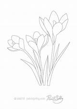 Coloring Crocus Flower Drawing Printable Adult Pages Book Color Prairie Getdrawings Getcolorings sketch template