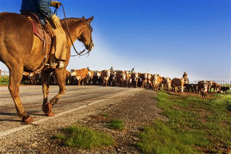 waggoner ranch horses cowboys  waggoner ranch