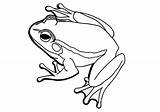 Bullfrog Gesture sketch template