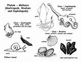 Coloring Mollusca Mollusks Phylum Diagram Animals Squid Octopus Snails Clams Slugs Bivalves Cephalopods Gastropods Mollusk Classes Pdf Support Sponsors Wonderful sketch template