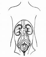 System Urinary Coloring Bladder Cliparts Kidney Pages Template Favorites Add Sketch Edupics sketch template