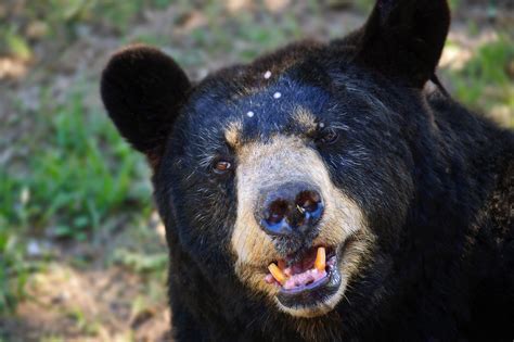 face   american black bear gregory massal photography
