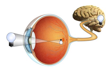 anatomy  function   eye