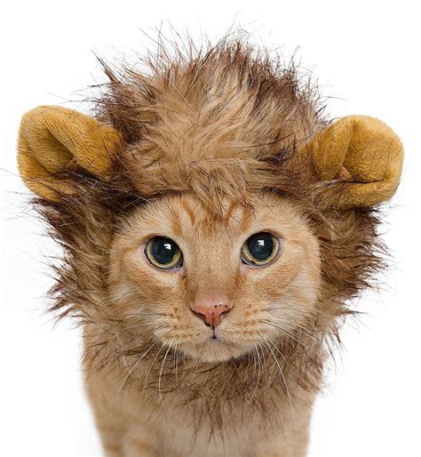 lion mane costume  cats  gifts  cats popsugar family photo