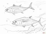 Tuna Coloring Pages Bluefin Barracuda Salmon Printable Drawing Yellowfin Pacific Template Getdrawings Piranha Atlantic Getcolorings Print Animal 1536px 2048 56kb sketch template