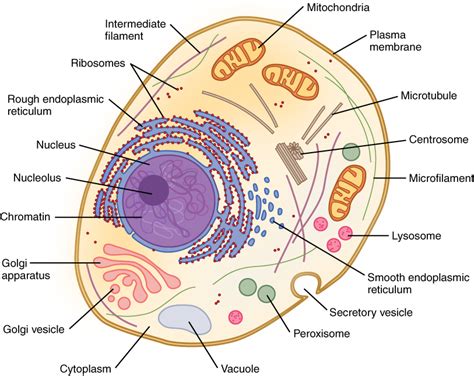 human cell diagram parts pictures structure  functions diseases pictures