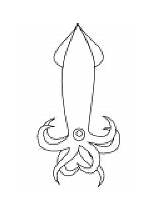Squid Coloring Pages sketch template