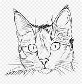Clipart Vhv Whiskers Library sketch template