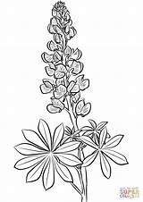 Bluebonnet Coloring Lupine Drawing Flower Blue Pages Bonnet Lupin Printable Tattoo Drawings Flowers Line Supercoloring Draw Getdrawings Paintingvalley Collection Select sketch template