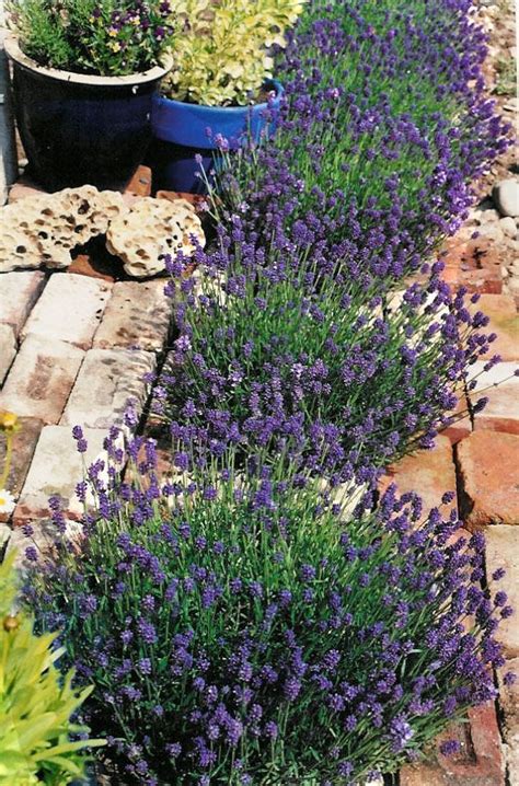 thumbelina leigh english lavender   extremely aromatic  profuse