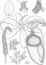 Pitcher Carnivorous Botanical Displaying sketch template