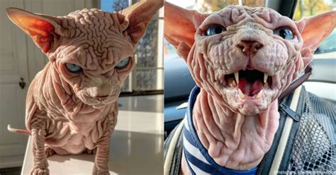 This Hairless Cat Might Look Like An Evil Villain But He
