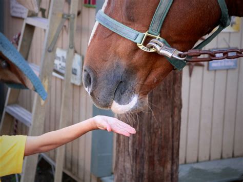 benefits  equine assisted therapy
