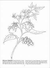 Coloring Wildflowers Favorite Book sketch template