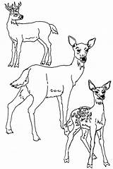 Deer Coloring Pages Printable Tailed Kids sketch template