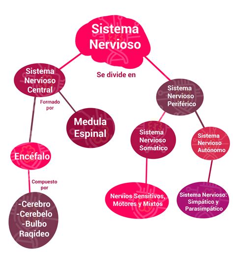 mapa conceptual del sistema nervioso como hacerlo rapido