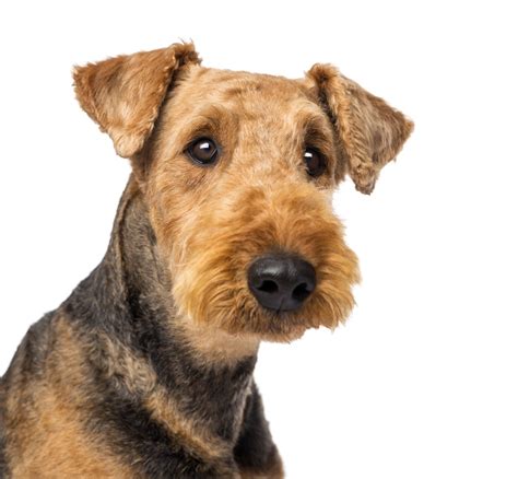 airedale terrier dogs