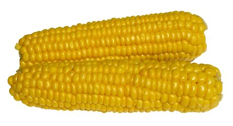 corn png image