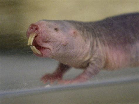 Naked Mole Rat S Genetic Code Laid Bare Knau Arizona Public Radio