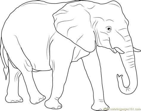 african elephant coloring page  kids  elephant printable