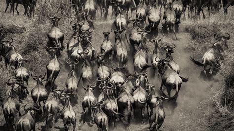 stampede  panicked bunch  wildebeest  masai mara beh flickr