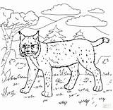 Coloring Bobcat Pages Forest Animals Rushmore Swamp Mt Animal Drawing Printable Mount Color Bobcats Viii Henry Getcolorings Steer Habitat Getdrawings sketch template