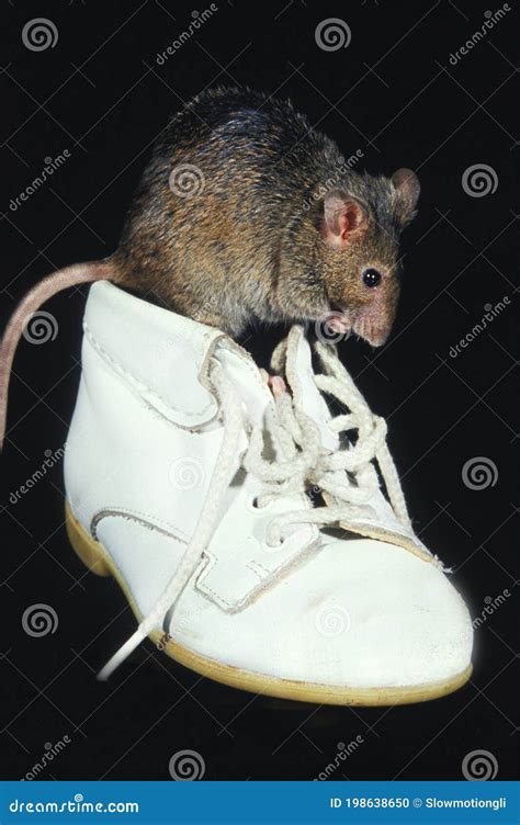 house mouse mus musculus adult standing  baby shoe stock photo