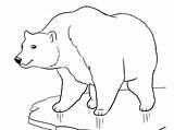 Polar Bear Coloring Pages Print Kids Printable Paw sketch template