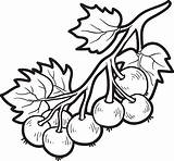 Fruits Ribes sketch template