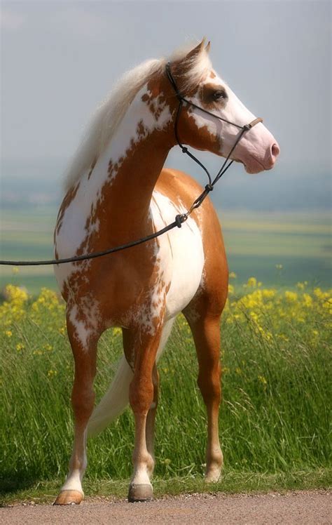 overo stallion horse power pinterest