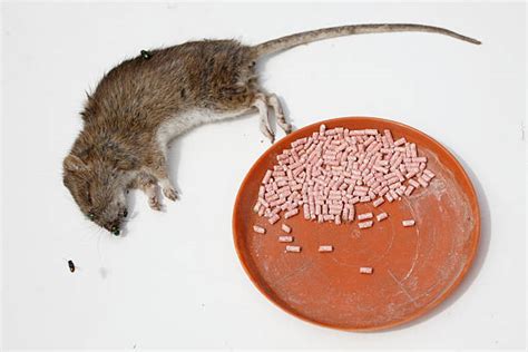 rat poison stock  pictures royalty  images istock