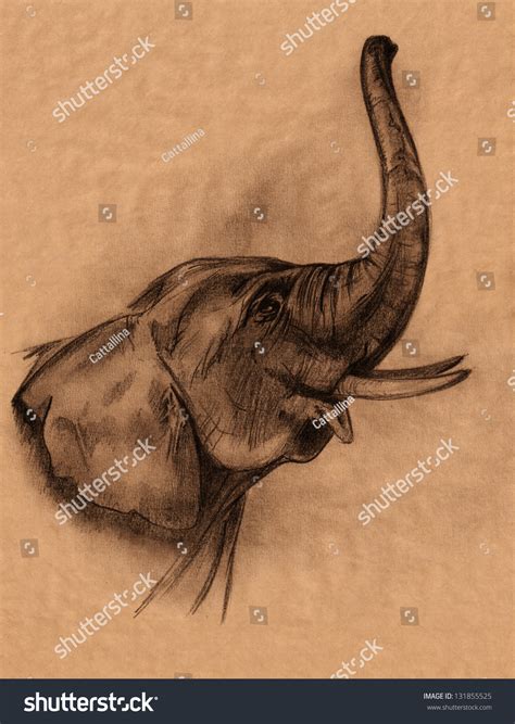 Elephant Head Pencil Drawing Realistic Sketch In Shades